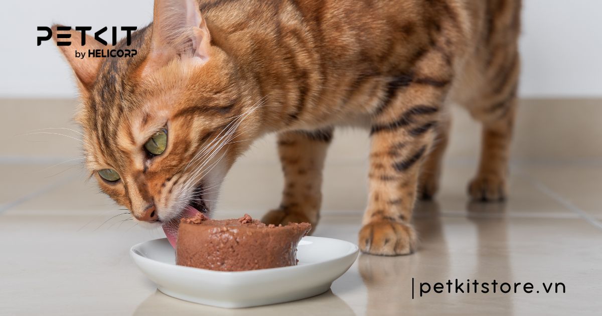 cách chữa mèo bị cảm lạnh