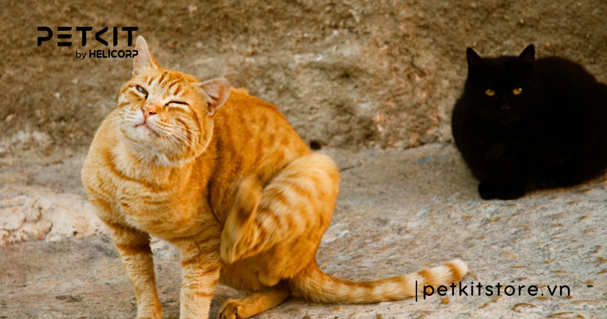 Cách chữa mèo bị ghẻ tại nhà