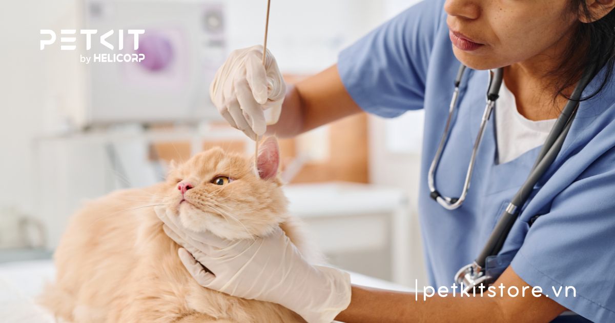 Cách chữa mèo bị ghẻ tại nhà