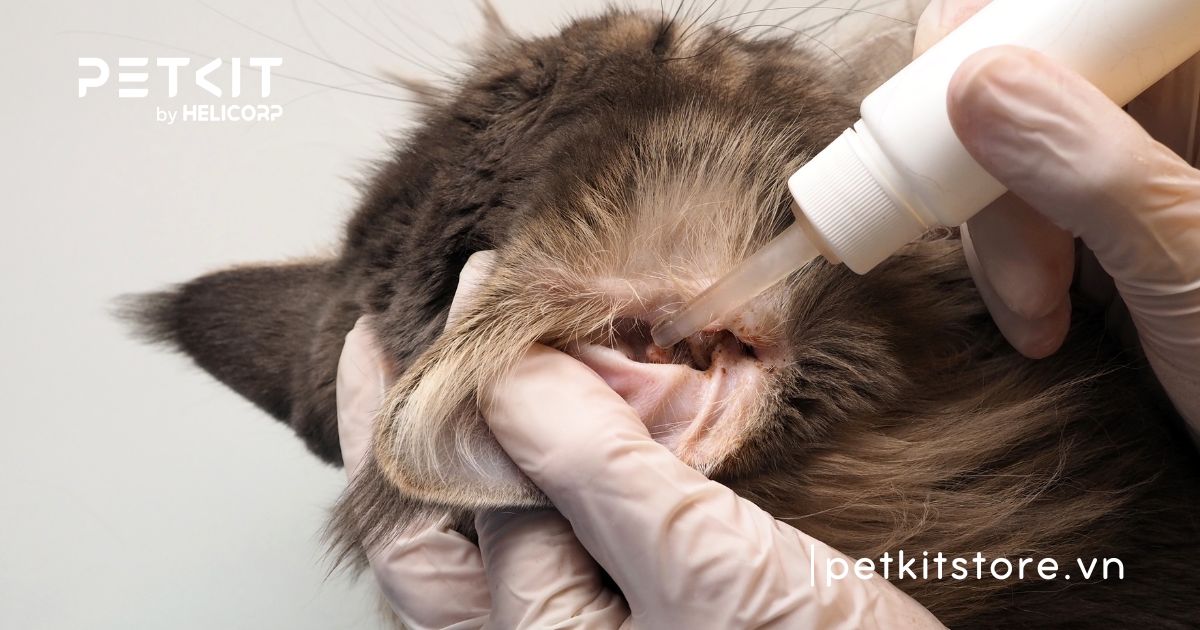 Cách chữa mèo bị ghẻ tại nhà