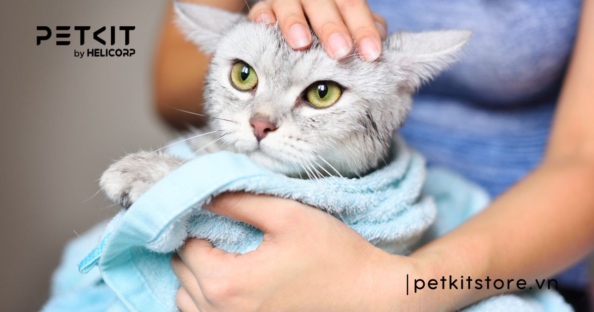 Cách chữa mèo bị ghẻ tại nhà