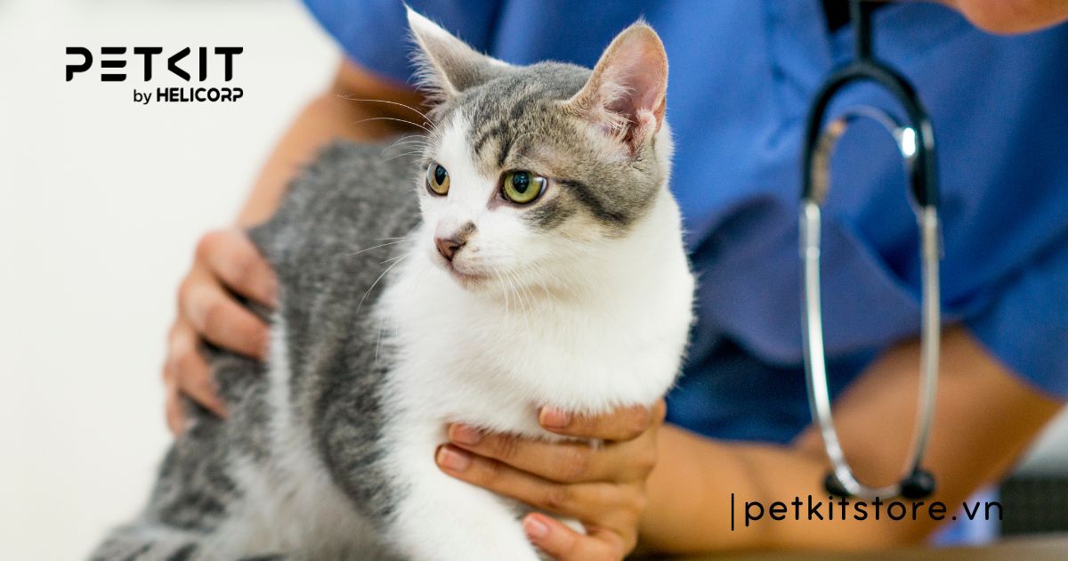 Cách chữa mèo bị ghẻ tại nhà cực dễ làm, hiệu quả cao