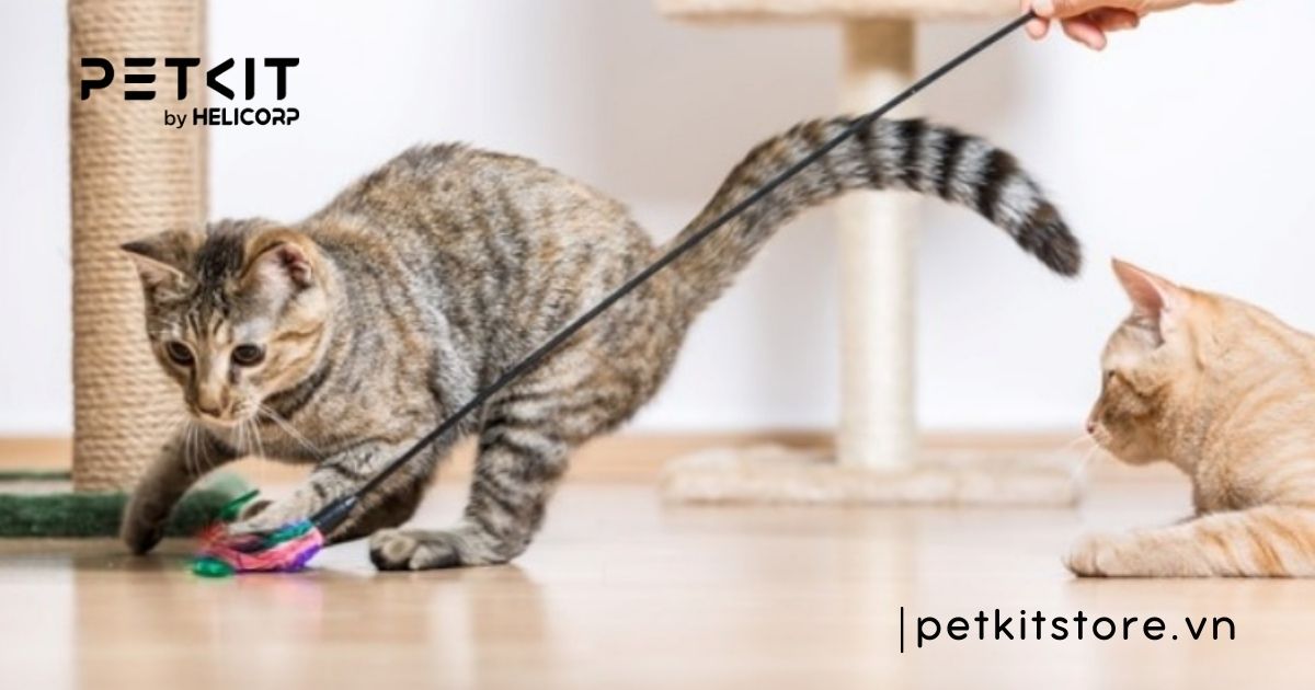 cách chữa mèo bị trầm cảm