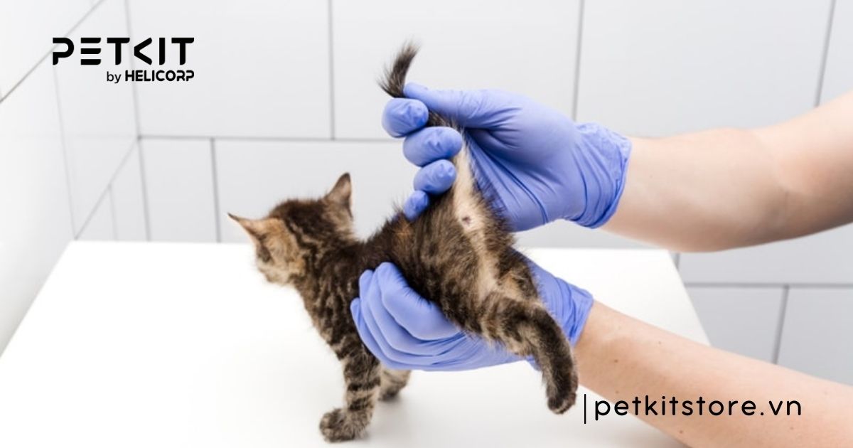 Cách chữa mèo con bị tiêu chảy tại nhà