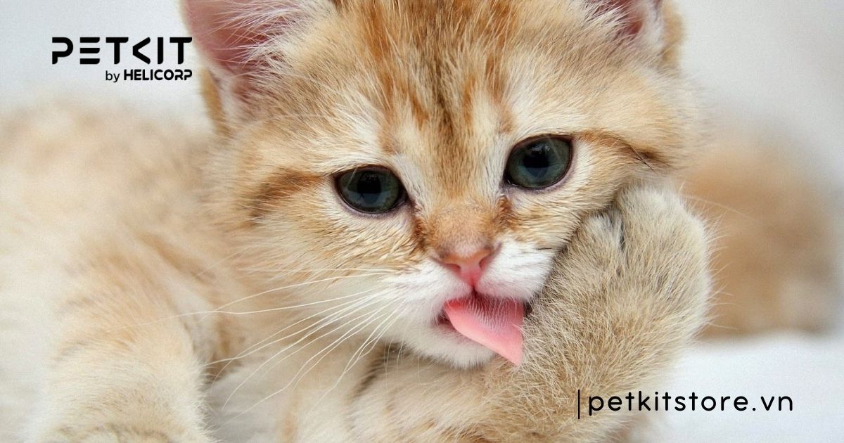 Cách chữa mèo con bị tiêu chảy tại nhà