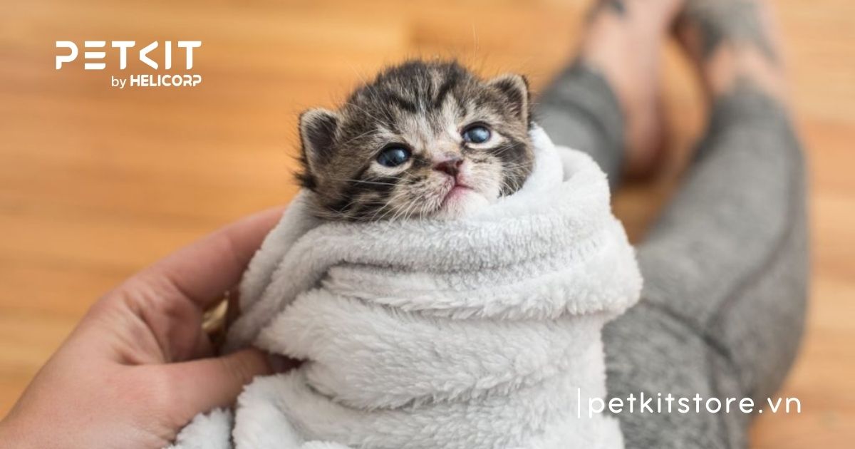 Cách chữa mèo con bị tiêu chảy tại nhà