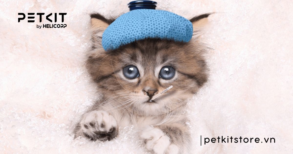 Cách chữa mèo con bị tiêu chảy tại nhà