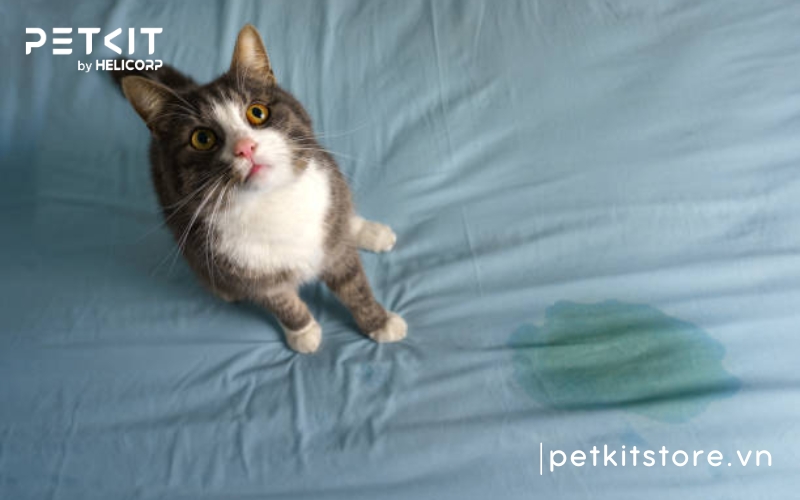 Cách khử mùi nước tiểu mèo trên nệm đơn giản, hiệu quả