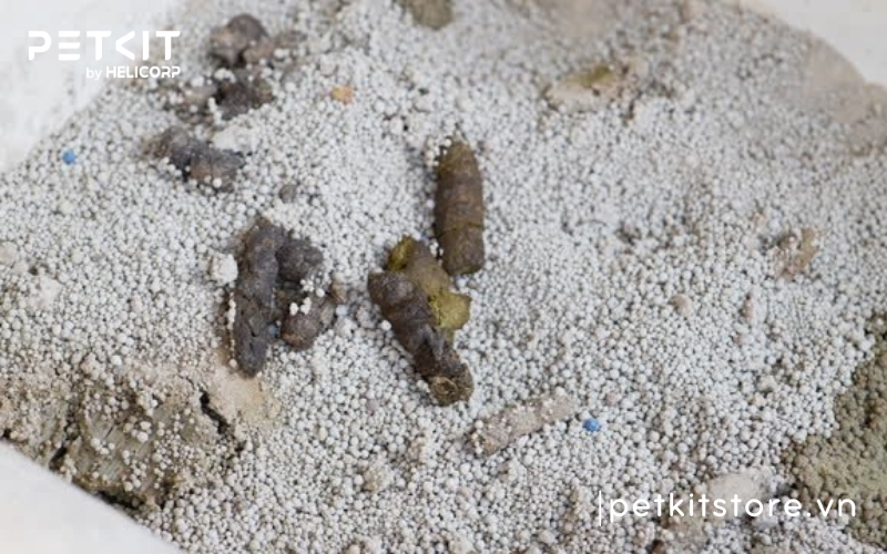 Cách khử mùi nước tiểu mèo trên nệm đơn giản, hiệu quả