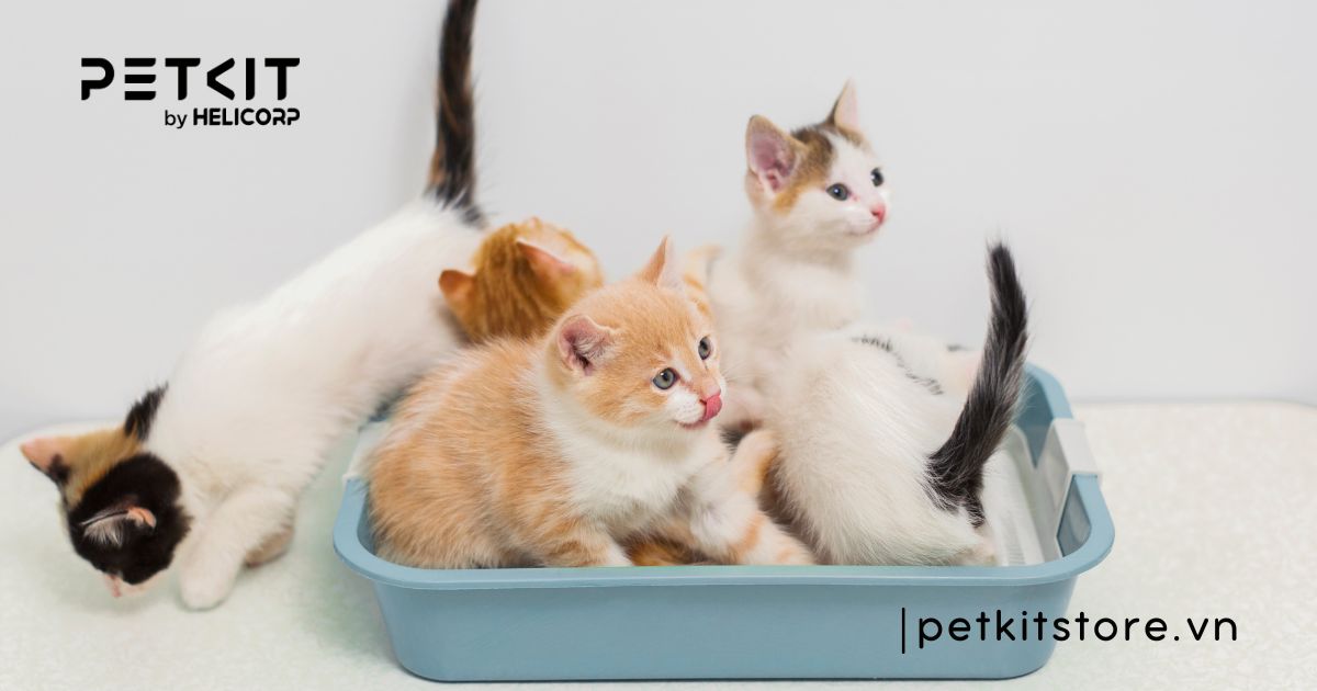 cách kích thích mèo đi vệ sinh