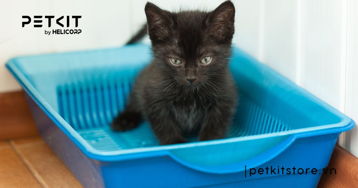 cách kích thích mèo đi vệ sinh