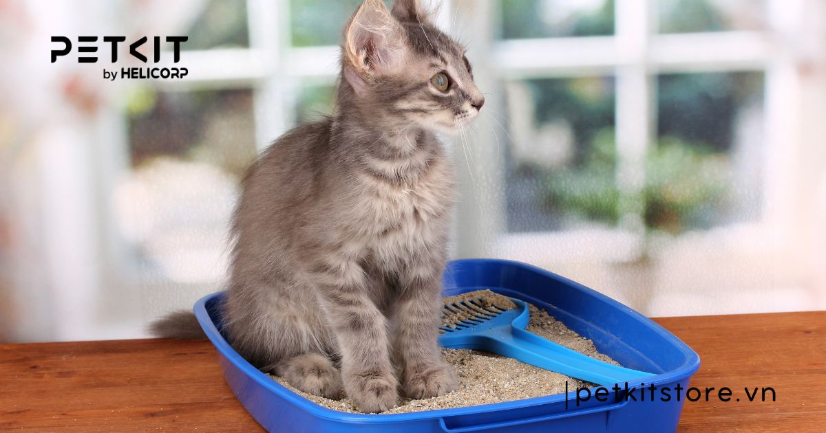 cách kích thích mèo đi vệ sinh