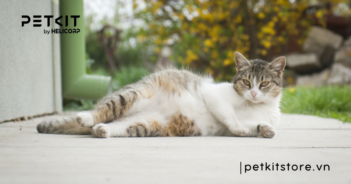 cách nhận biết mèo con đực hay cái