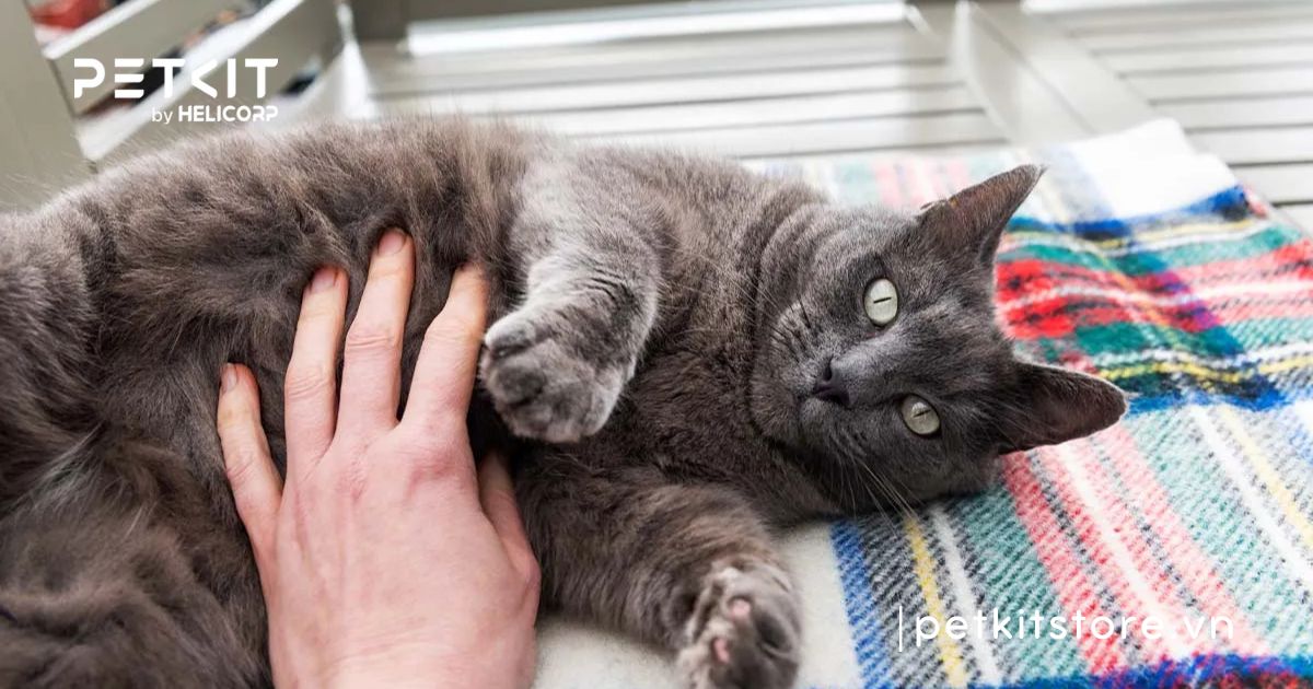 cách nhận biết mèo con đực hay cái