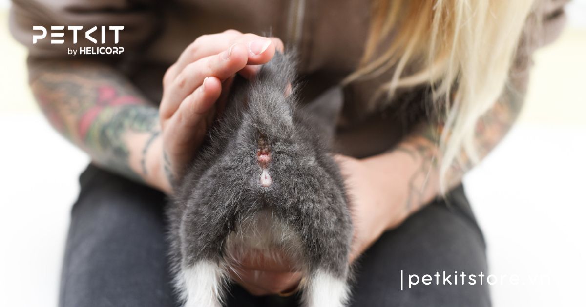 cách nhận biết mèo con đực hay cái