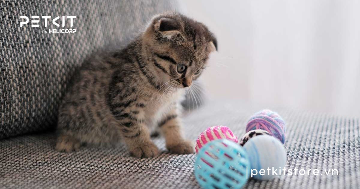 cách nhận biết mèo con đực hay cái