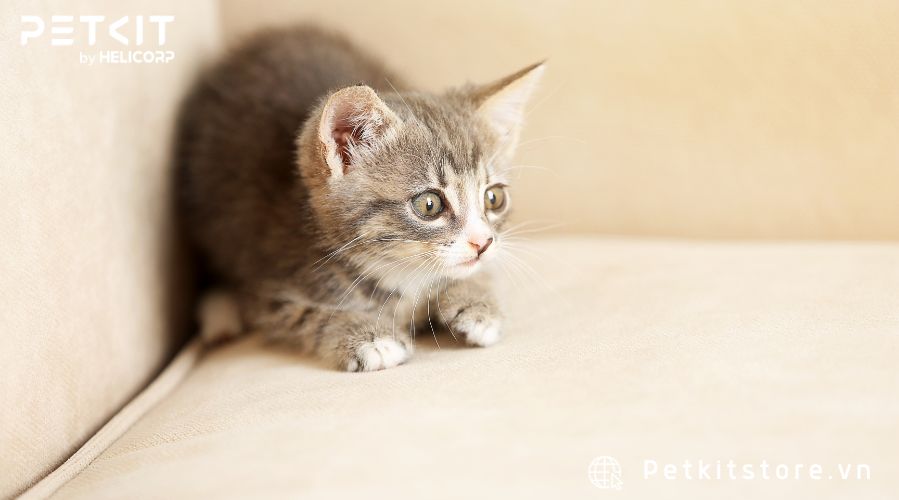 Nuôi mèo con cần gì