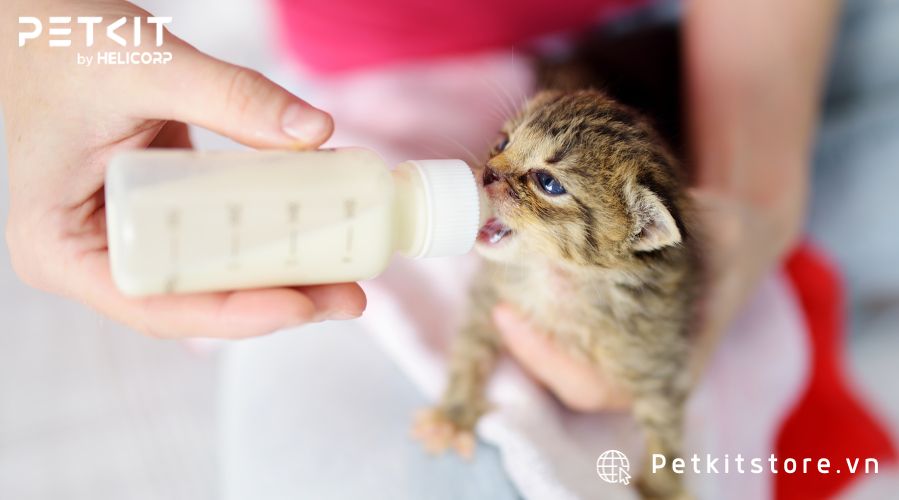 Nuôi mèo con cần gì