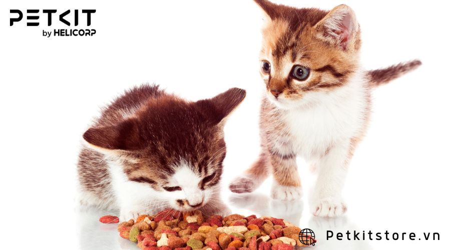 Nuôi mèo con cần gì