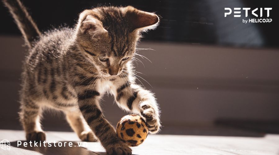 Nuôi mèo con cần gì