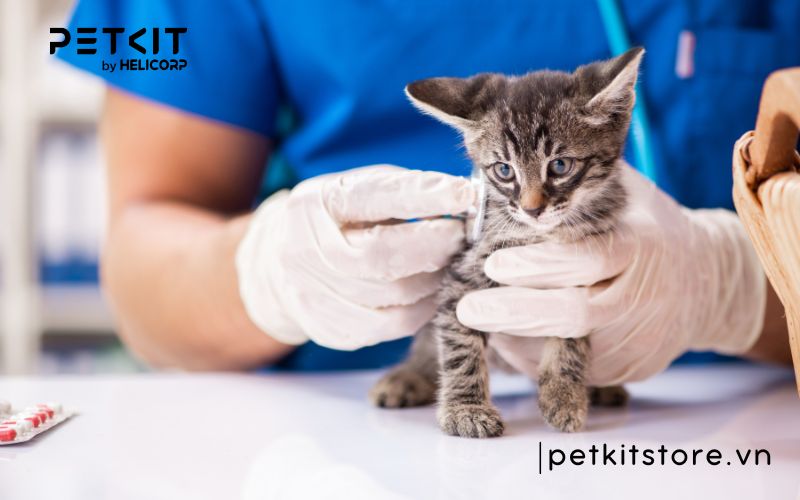 bệnh fip có chữa được không