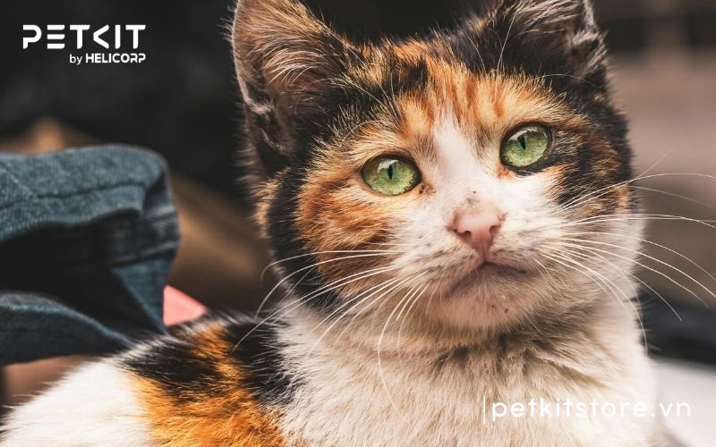 cách phòng bệnh giảm bạch cầu ở mèo