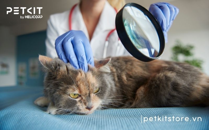 cách phòng bệnh giảm bạch cầu ở mèo