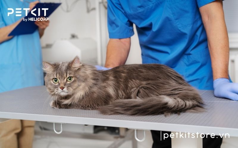 cách phòng bệnh giảm bạch cầu ở mèo