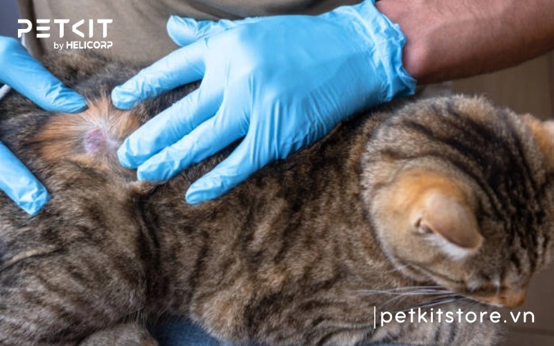 Mèo bị nấm có lây sang người không