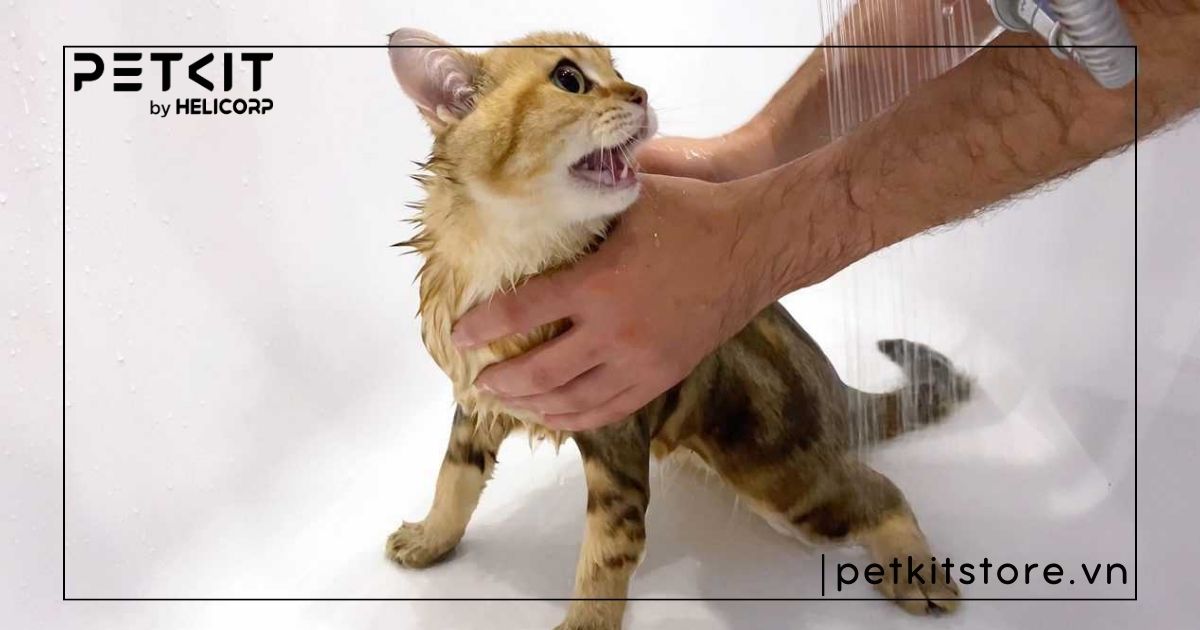 Cách tắm cho mèo không bị cào
