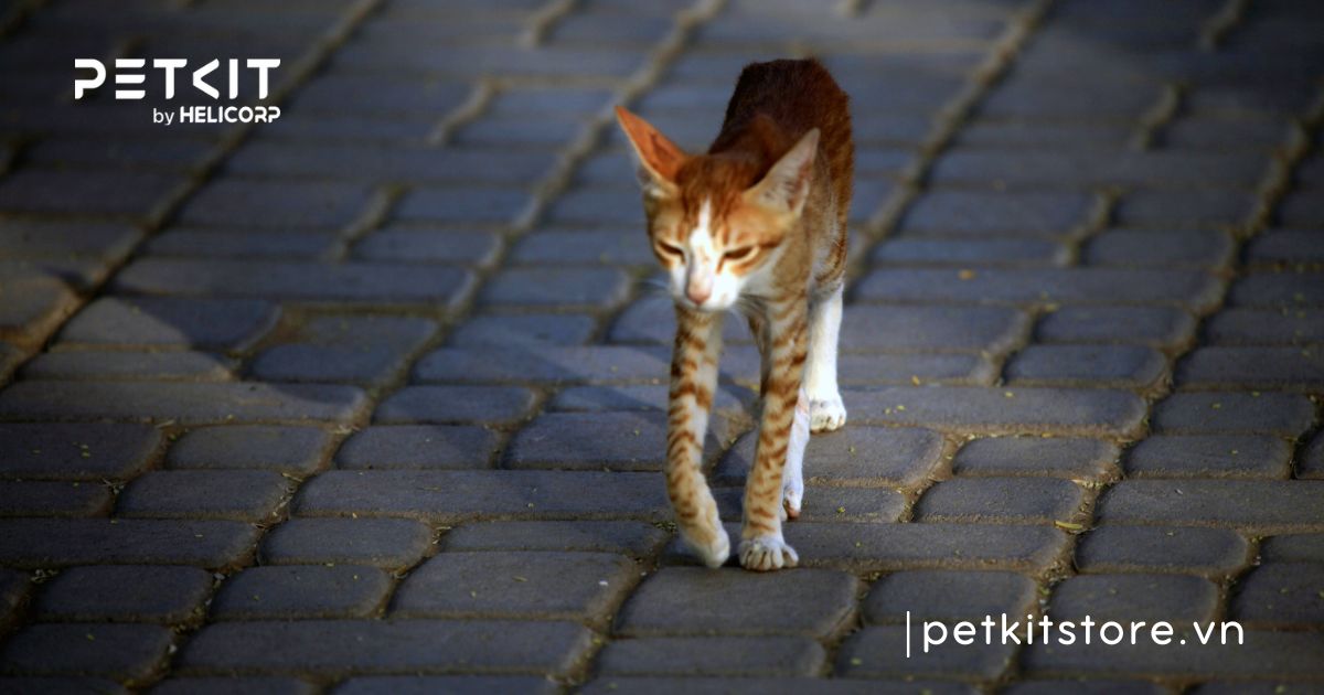 cách tẩy giun cho mèo