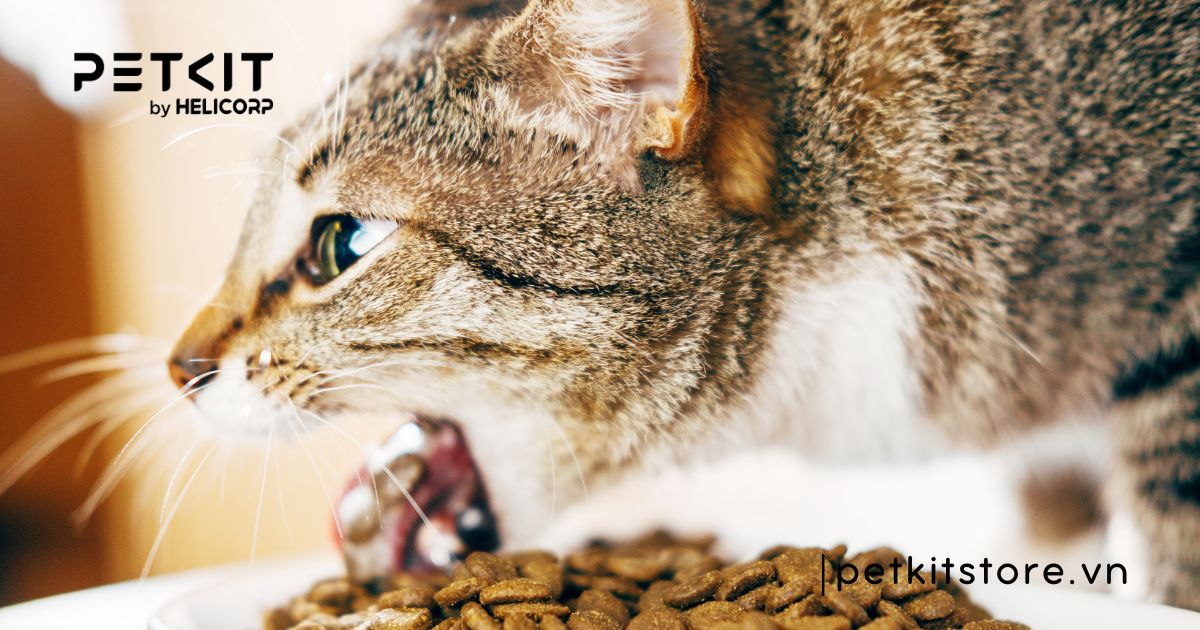 cách tẩy giun cho mèo