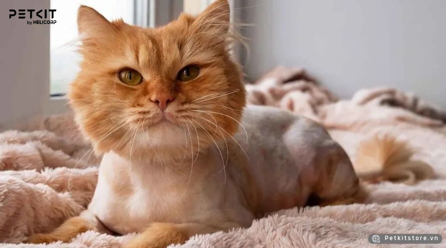 Cắt lông mèo thường xuyên giúp hạn chế các bệnh về da