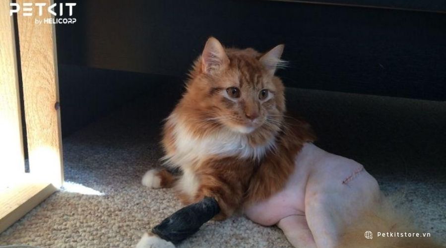 Tỉa cắt lông mèo thường xuyên duy trì bộ lông sạch sẽ