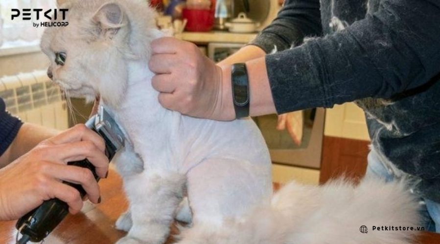 Chuẩn bị đầy đủ thiết bị để quá trình cắt lông mèo trở nên nhanh chóng và thuận tiện hơn