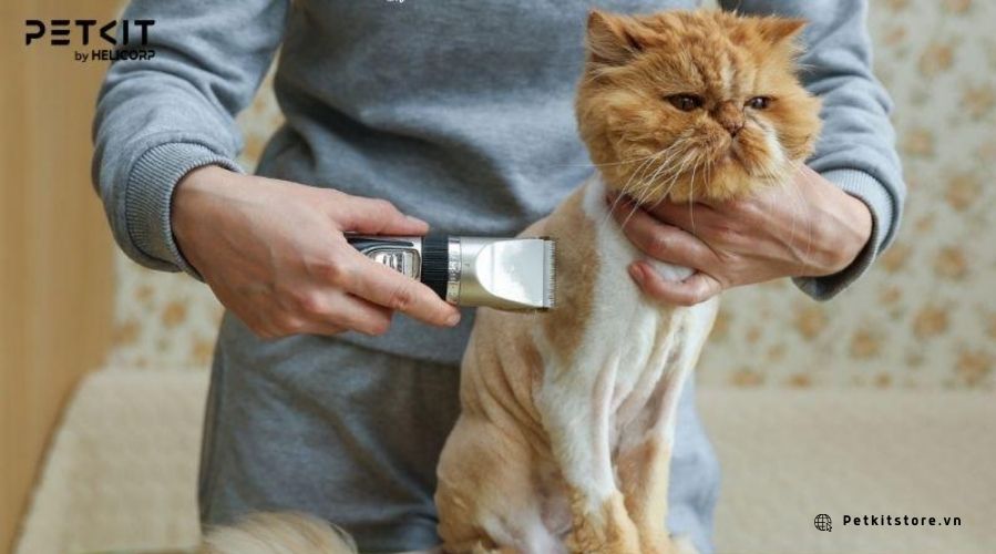 Chọn không gian yên tĩnh để không làm mèo sợ hãi khi cắt lông mèo