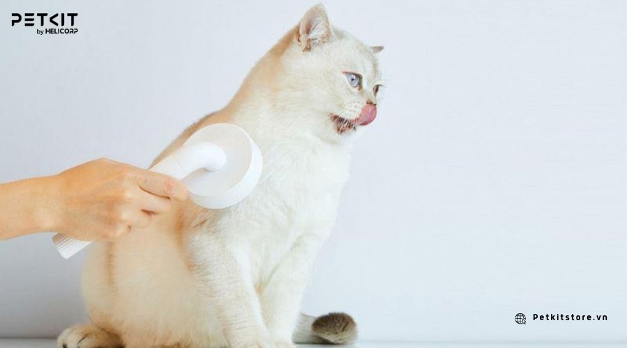 Chải lông cho mèo để loại bỏ bụi bẩn