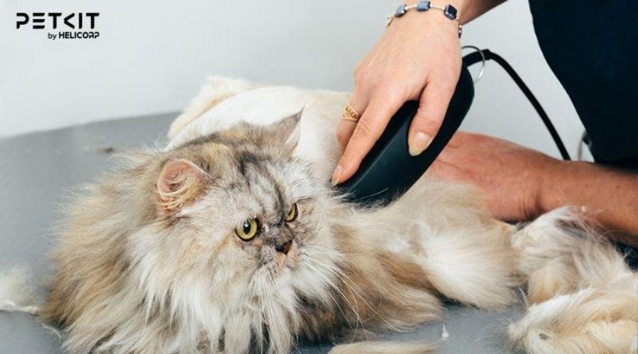 Hướng dẫn cắt lông mèo đúng cách và đơn giản