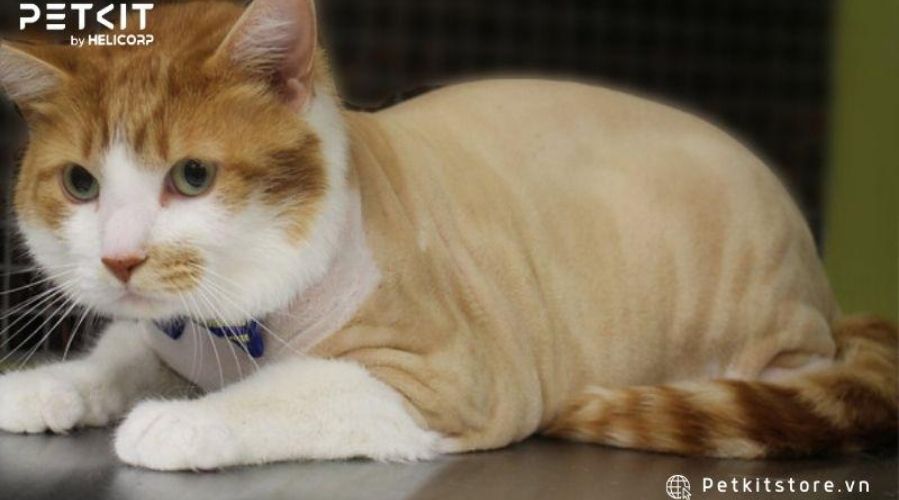 Kiểm tra cơ thể mèo để đảm bảo không có vết thương nào sau quá trình cắt lông mèo