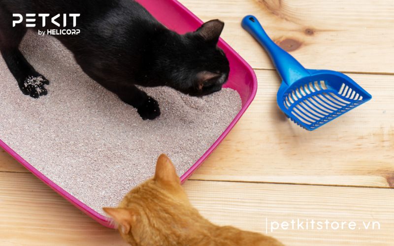 Hướng dẫn cách xử lý cát mèo