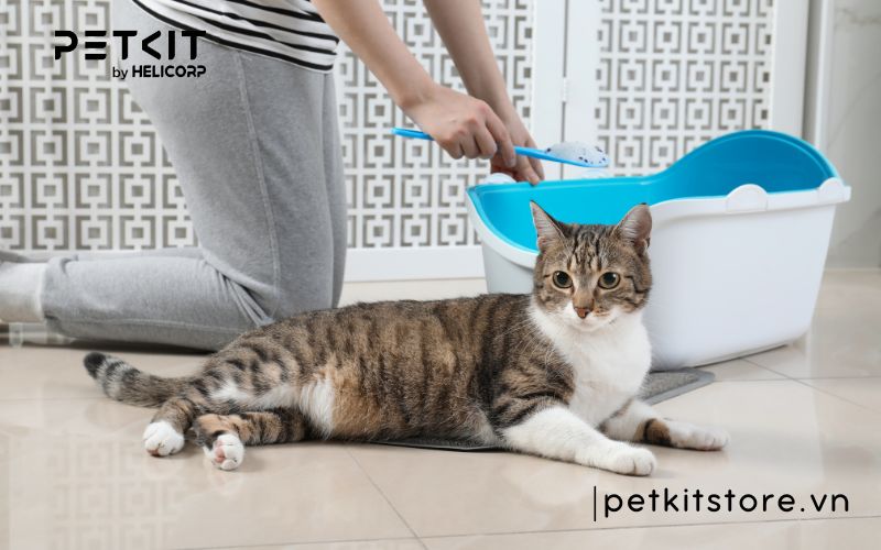 Hướng dẫn cách xử lý cát mèo