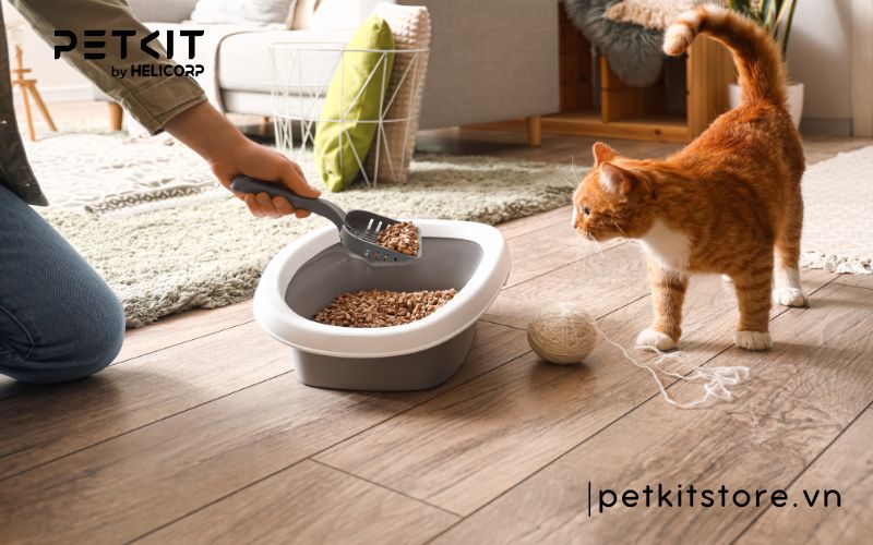 Hướng dẫn cách xử lý cát mèo