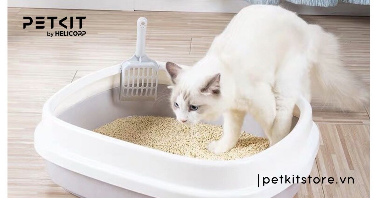 Cẩm nang cách sử dụng cát vệ sinh cho mèo từ A-Z