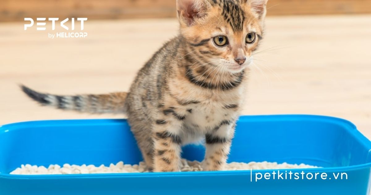 Cẩm nang cách sử dụng cát vệ sinh cho mèo từ A-Z