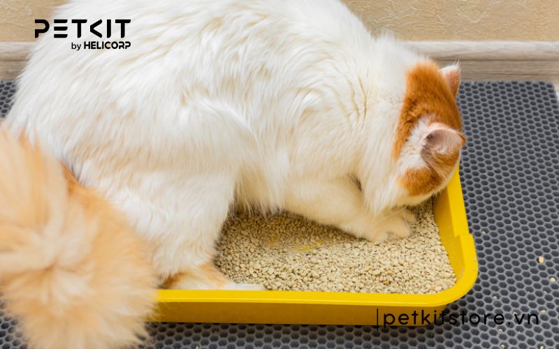 Cát mèo dùng trong bao lâu