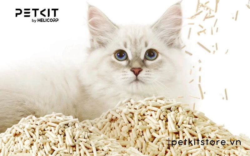 Cát mèo dùng trong bao lâu