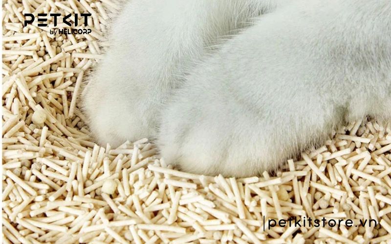 Cát mèo dùng trong bao lâu