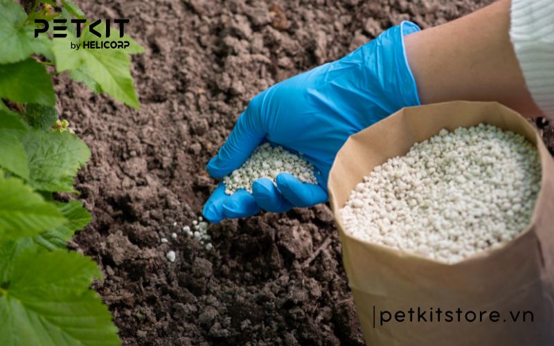 Cát mèo dùng trong bao lâu