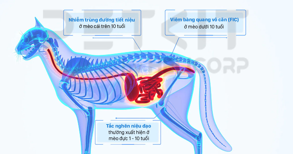 Cát đậu nành phát hiện máu Petkit Occult Blood Test Mixed Cat Litter