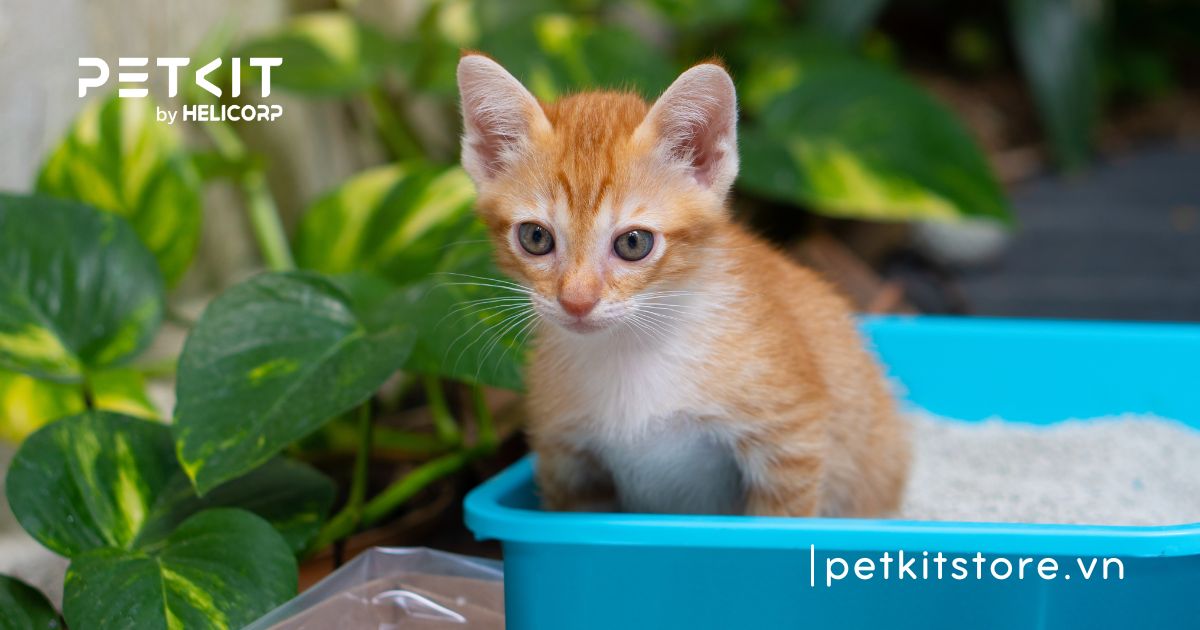 cát vệ sinh cho mèo con